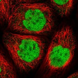 FAM103A1 Antibody, Novus Biologicals:Antibodies:Primary Antibodies